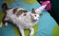 white and brown cat wearing white and pink party hat