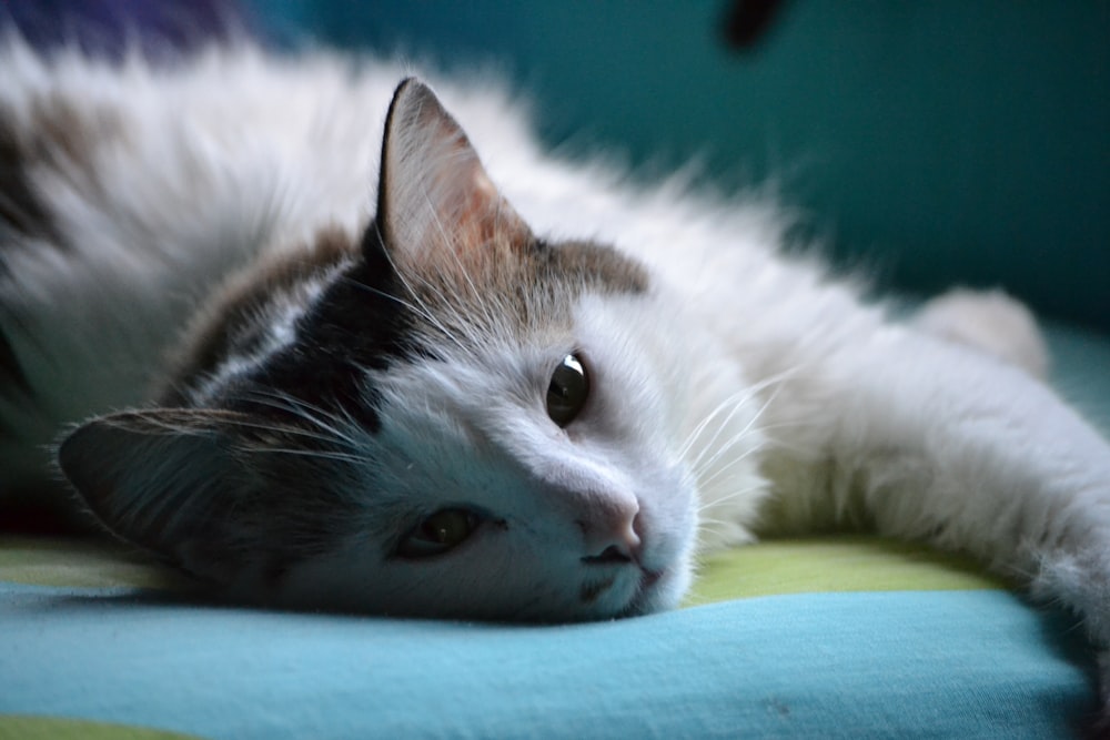 photo of white and gray cat