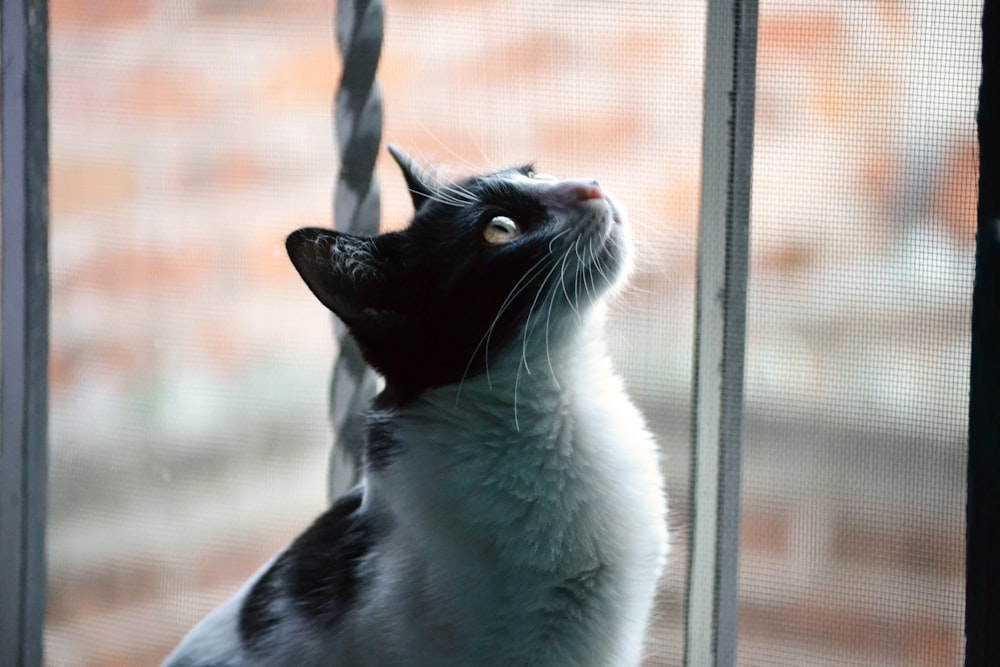 selective focus photography of white and black cat