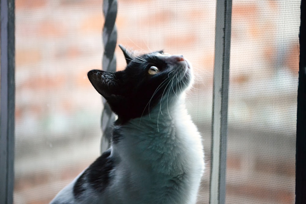 Fotografia de foco seletivo de gato branco e preto