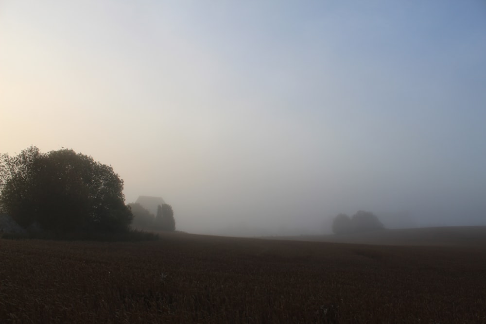 erba a foglia verde