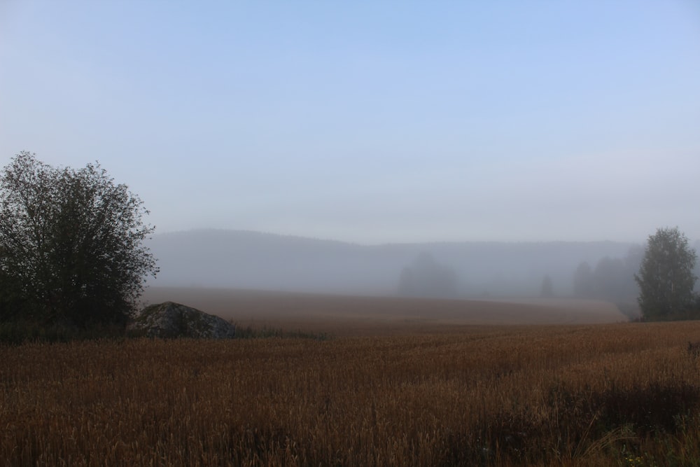 land covered in fog