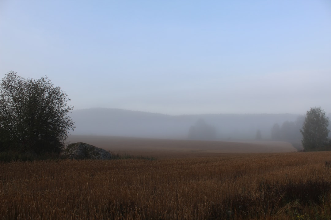land covered in fog