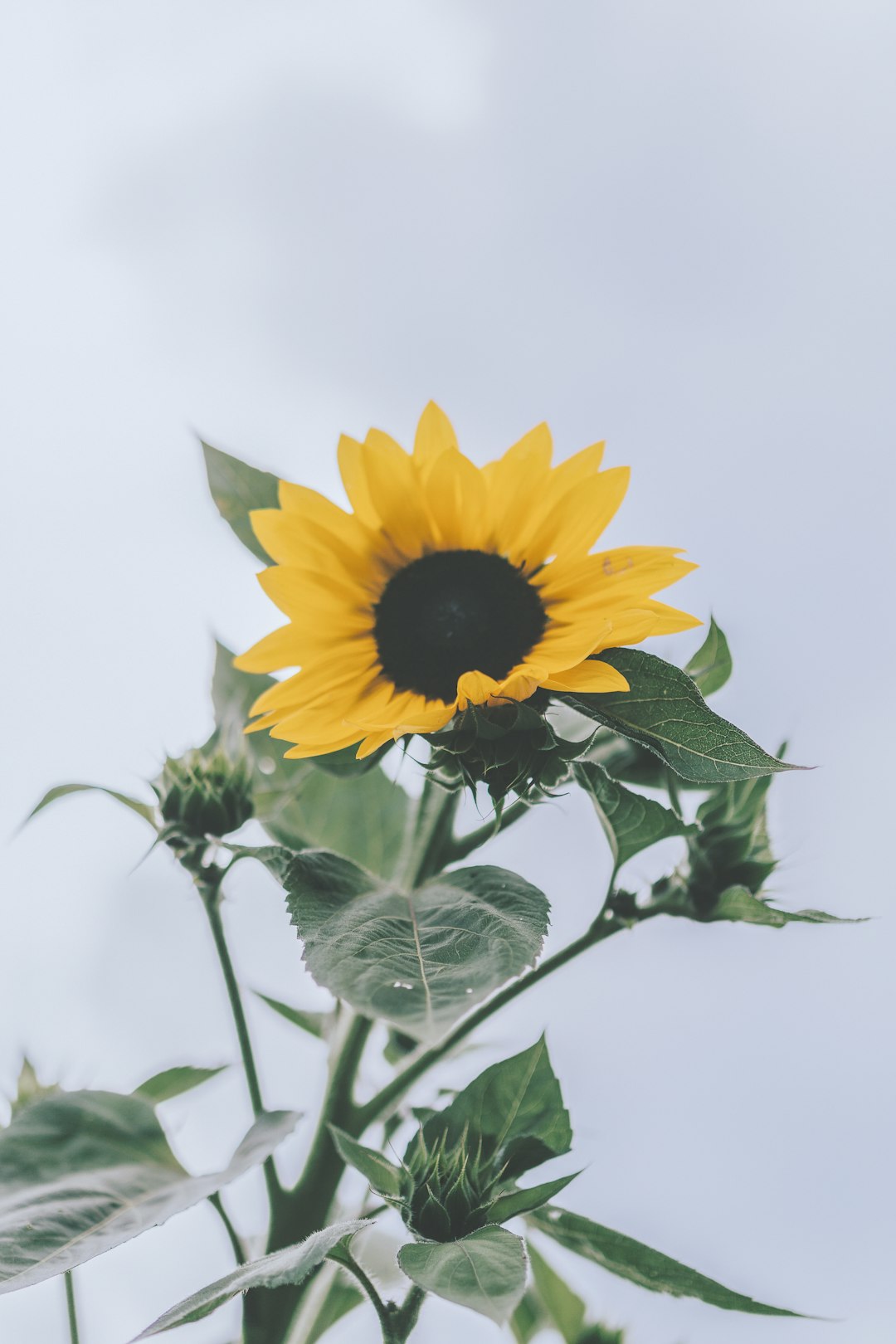 yellow sunflower