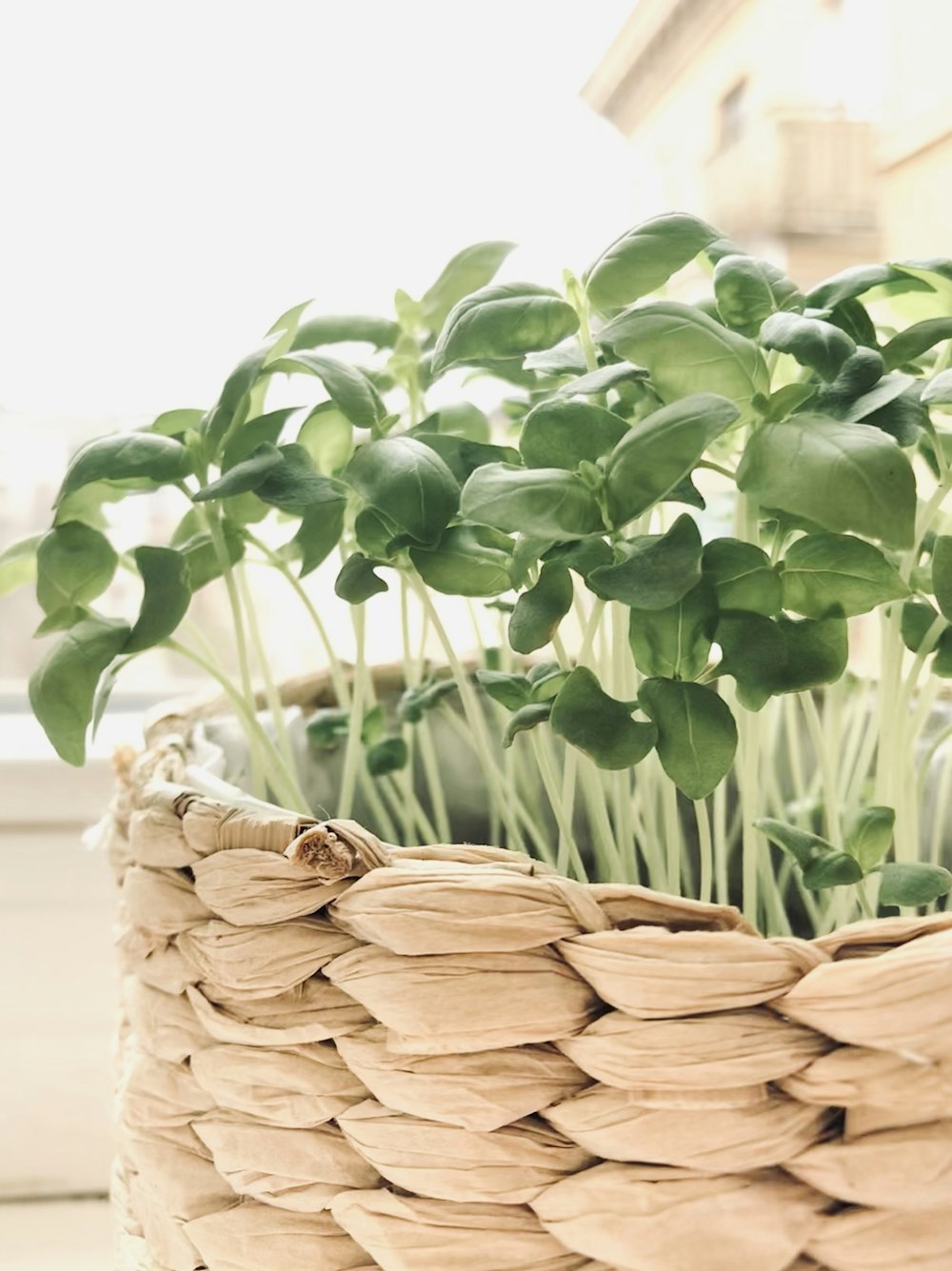 green-leafed plant