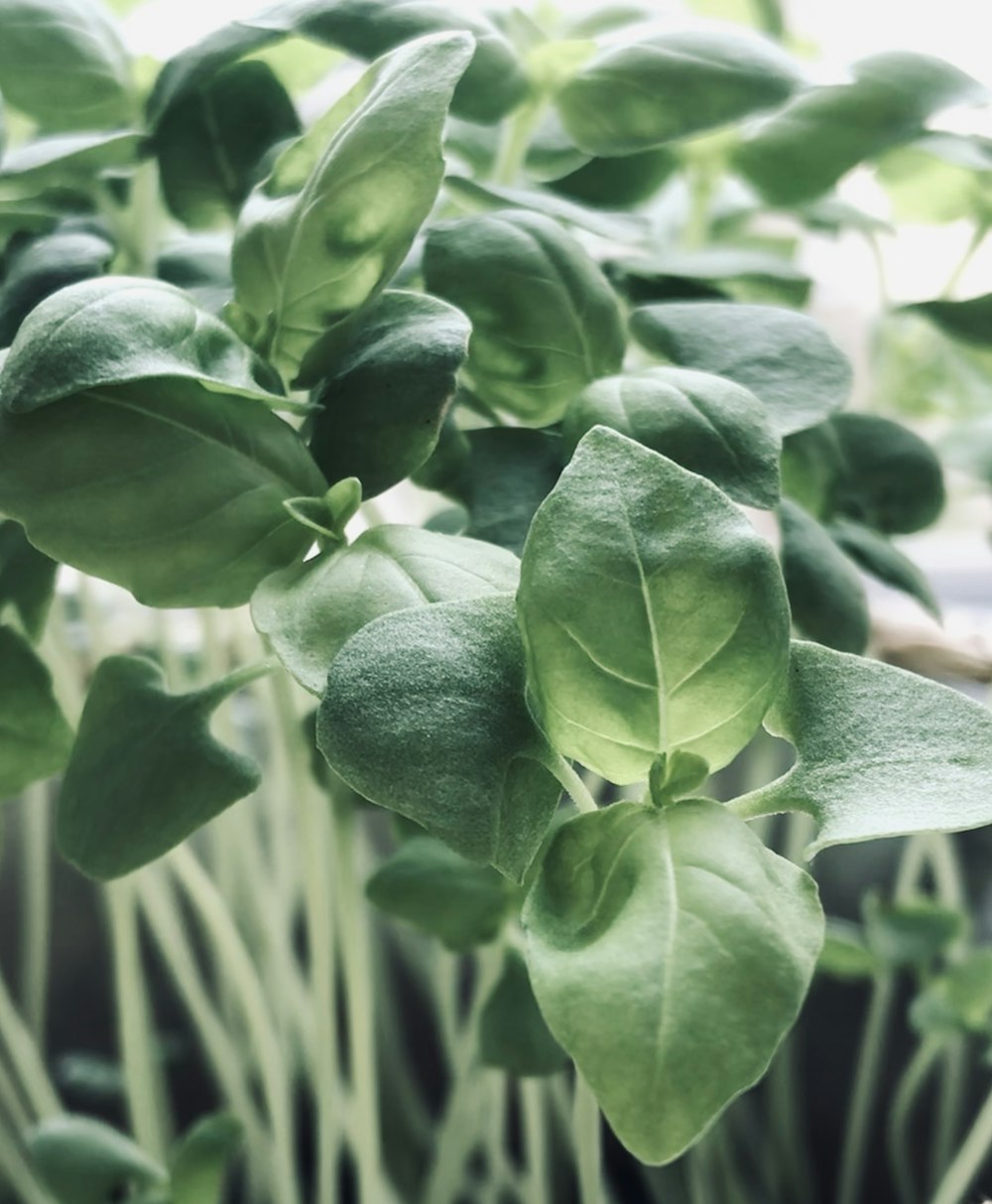 green-leafed plants