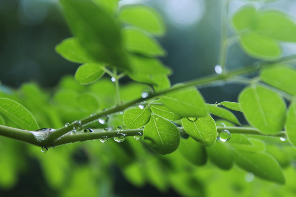 focus photography of moringa leaf