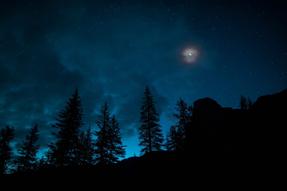 Un cielo notturno pieno di stelle e alberi