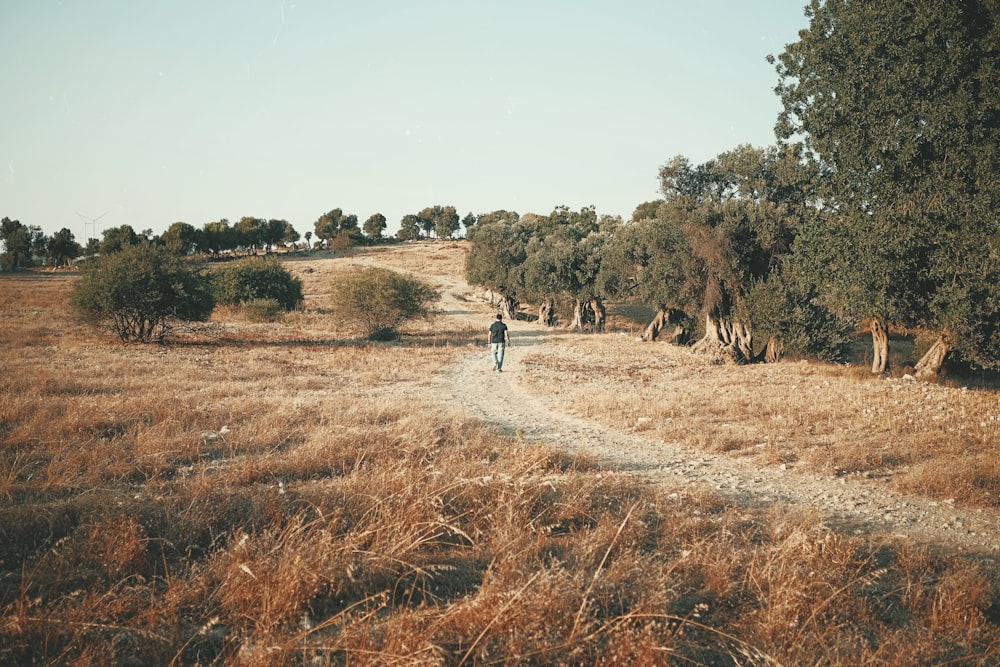 person walking near brown field surrounded with tall and green trees during daytime