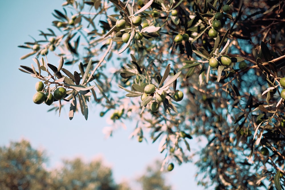 albero verde con frutti