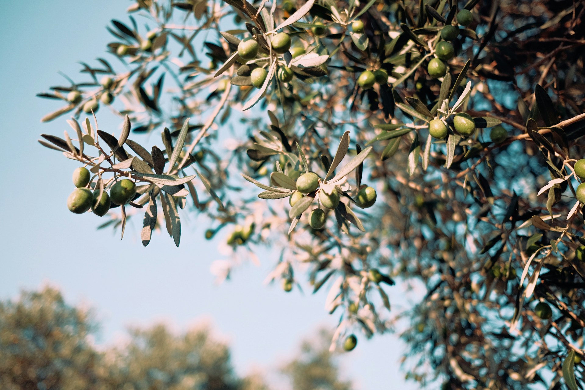 green tree with fruits