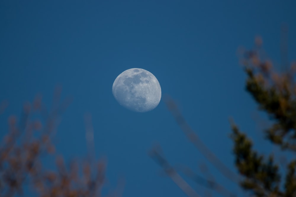 a full moon seen through the branches of a tree