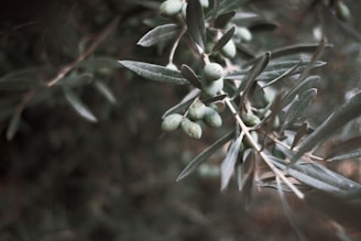 A cluster of green olives hanging from a branch with elongated, narrow leaves. The image features a soft, muted background, enhancing the focus on the olives and foliage in the foreground.