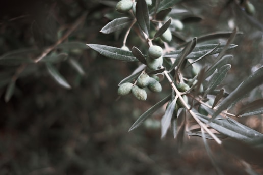 A cluster of green olives hanging from a branch with elongated, narrow leaves. The image features a soft, muted background, enhancing the focus on the olives and foliage in the foreground.