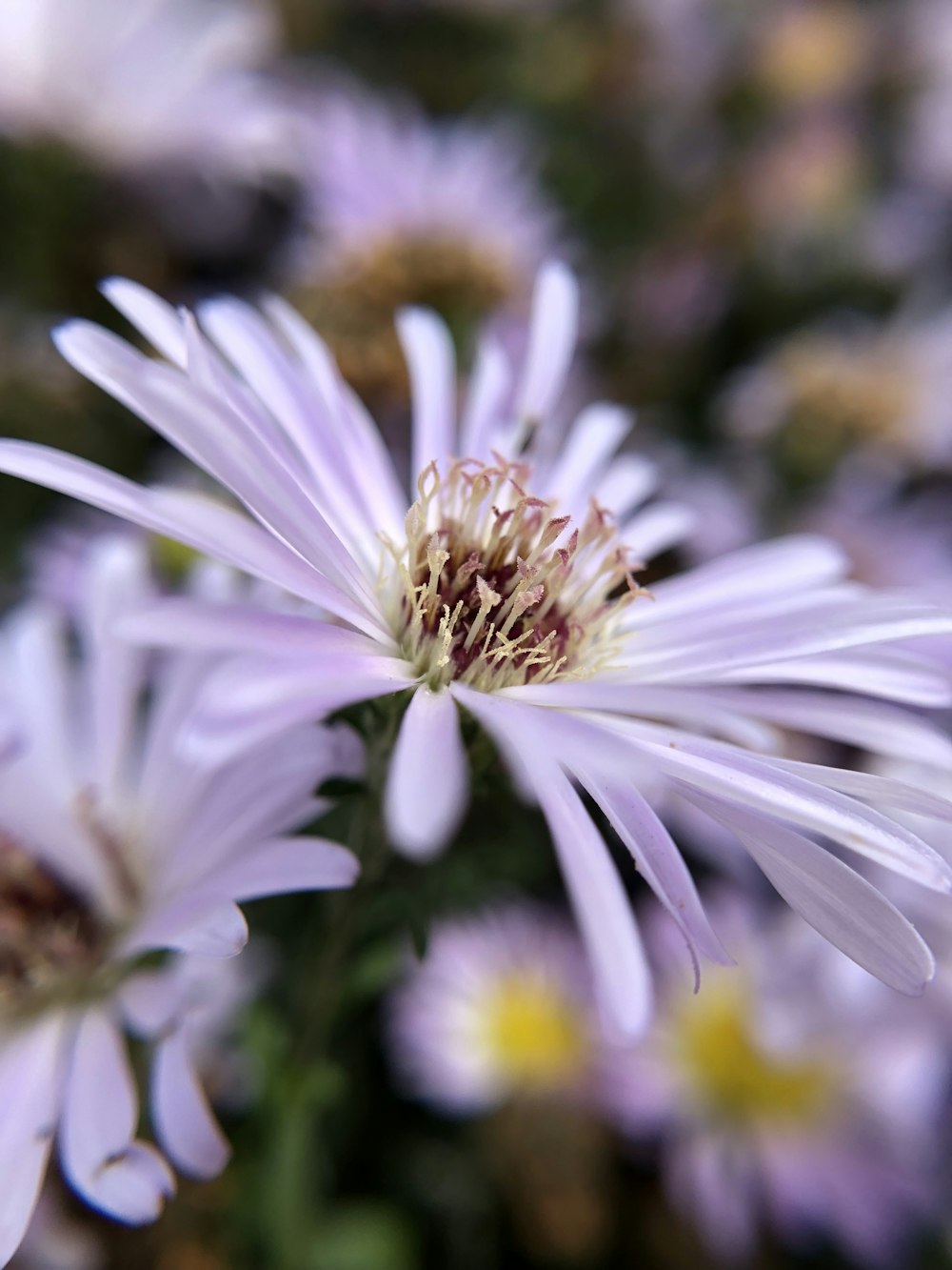 fleur à pétales blancs