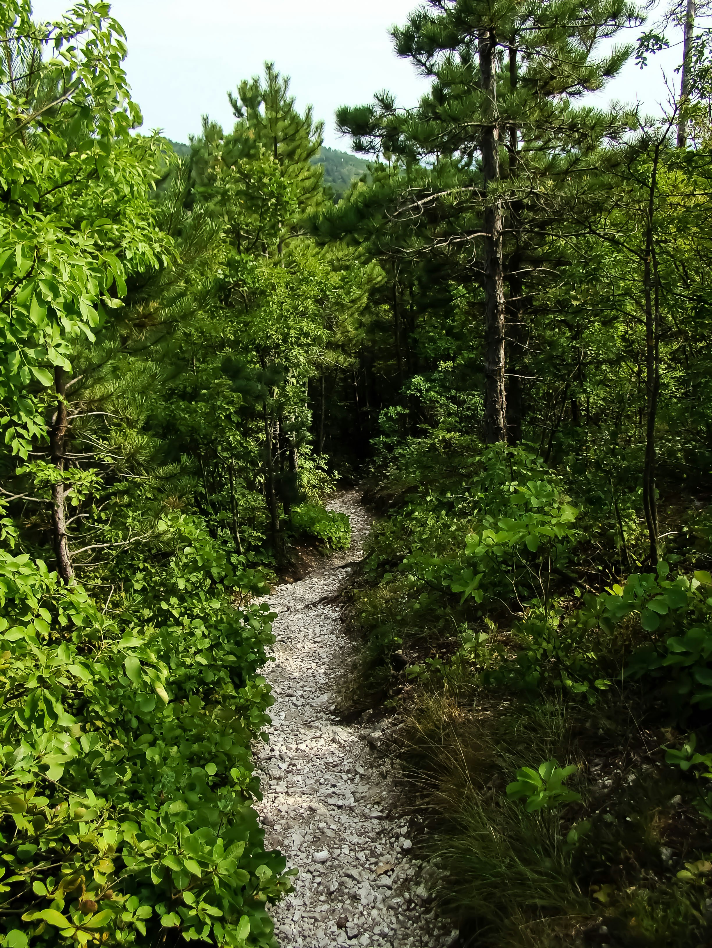 field of green trees