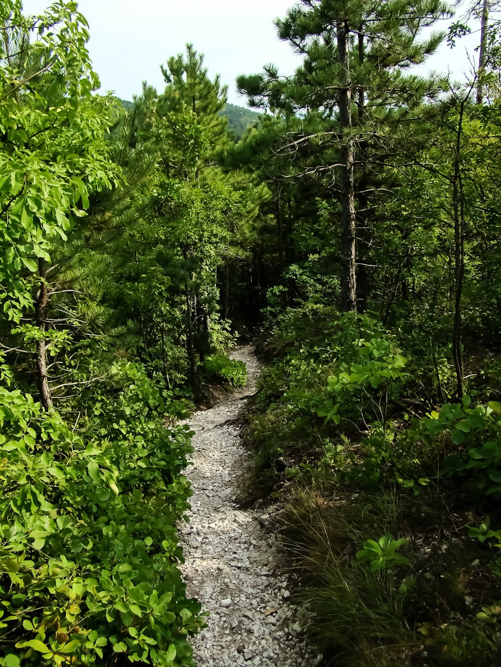 field of green trees