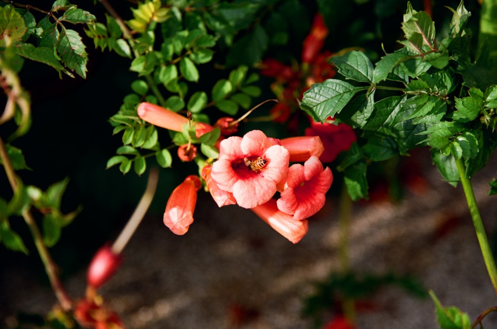 a close up of a flower on a plant