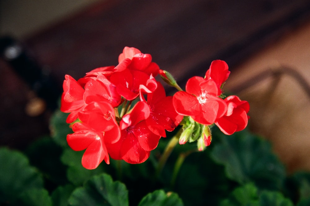 red petaled flowers