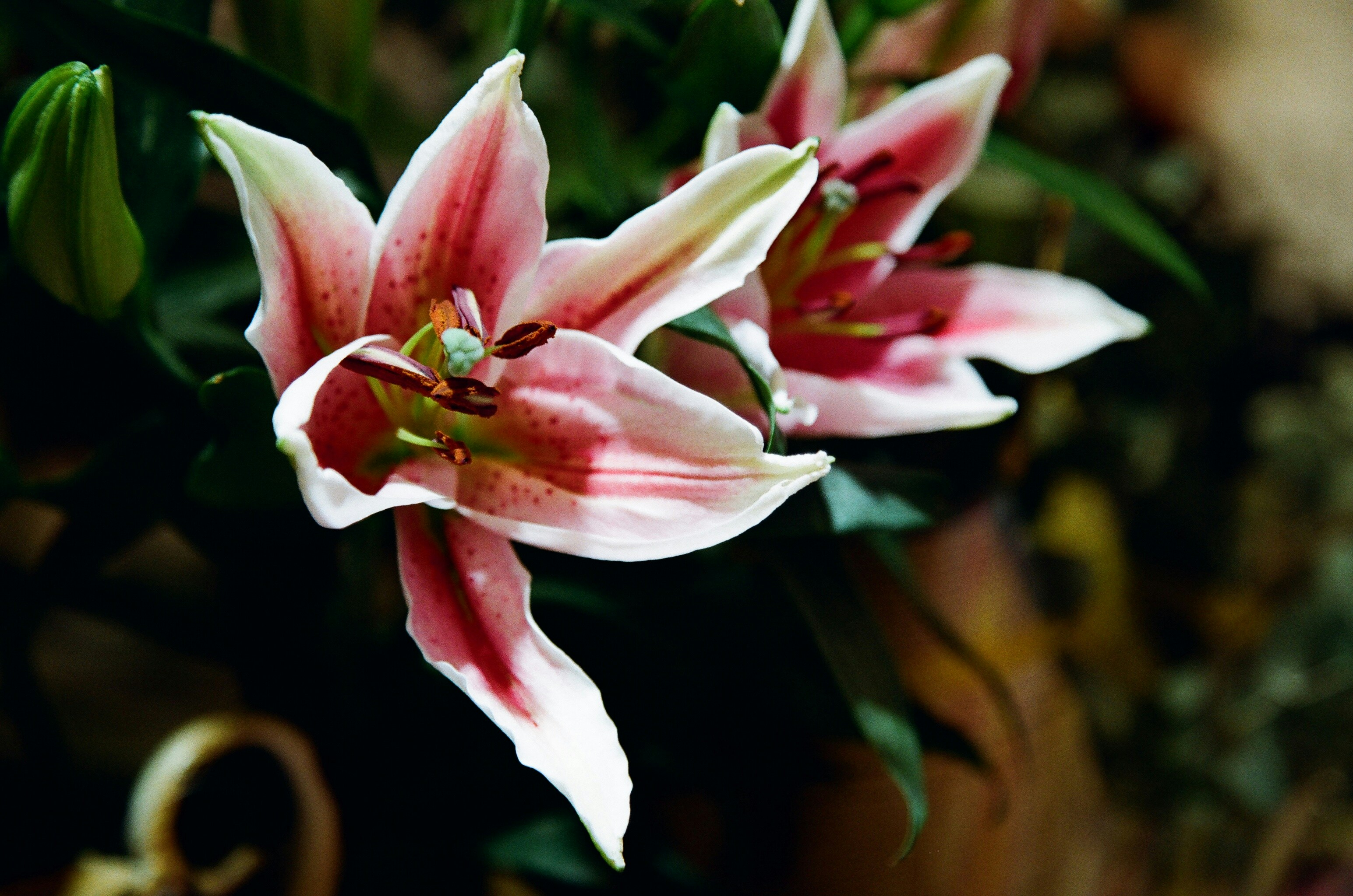 Photo by sho_sho0509