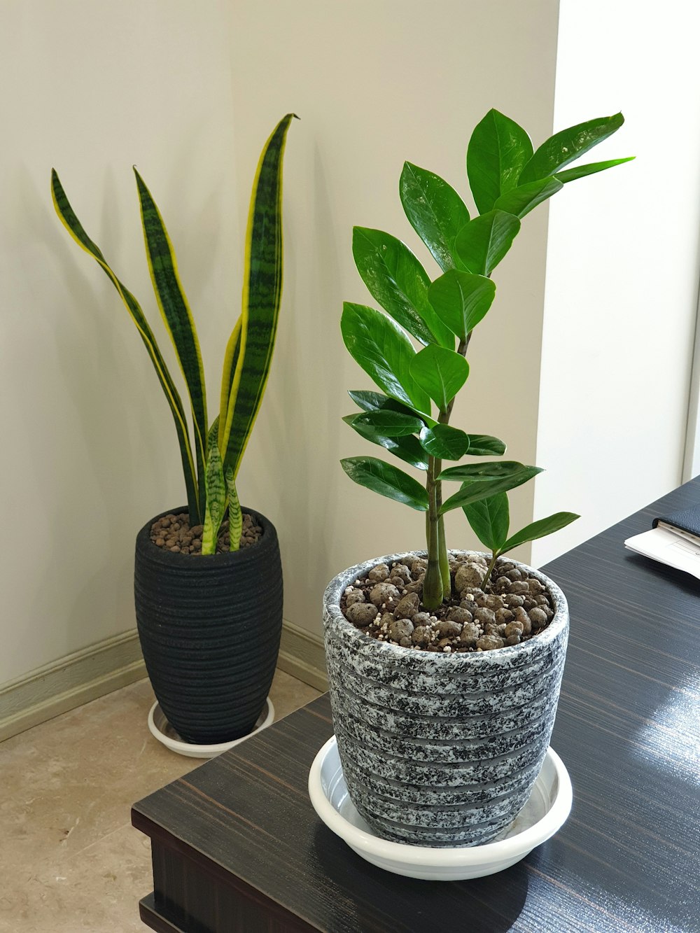 gold snake plant beside green rubber plant