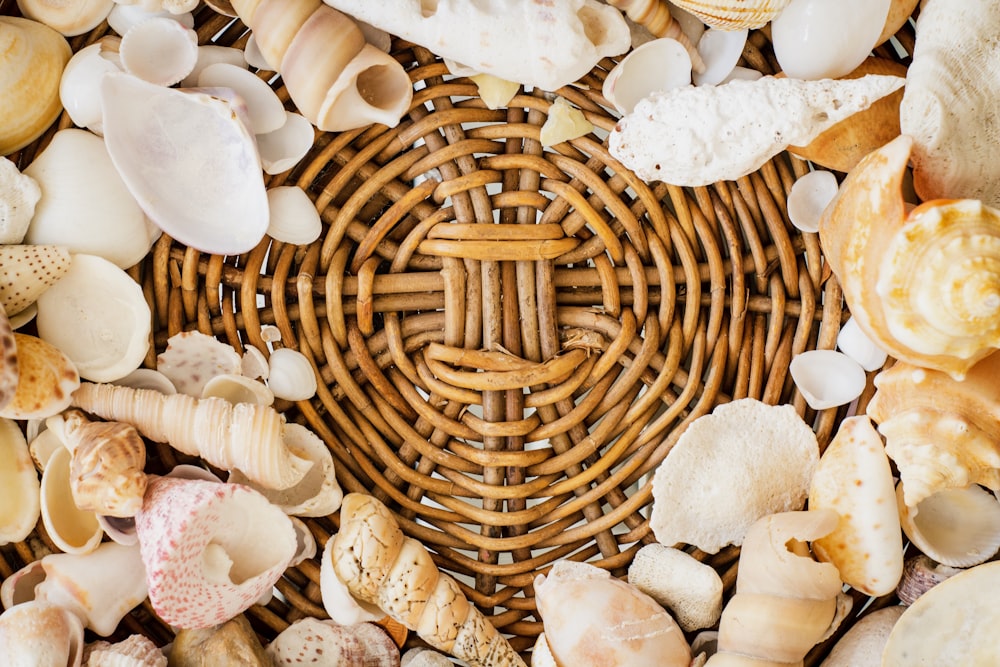 white and brown seashells close-up photography