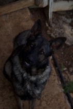 A German Shepherd dog with dark fur and alert ears is sitting on a dirt ground. Its eyes are focused and expression seems attentive, captured in a dimly lit environment.