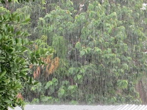 Rain falls heavily over lush, green trees. The leaves are a vibrant green, with some showing hints of yellow and orange. A corrugated metal roof is seen at the bottom of the image, partially covered by the rain.