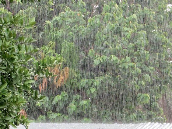 Rain falls heavily over lush, green trees. The leaves are a vibrant green, with some showing hints of yellow and orange. A corrugated metal roof is seen at the bottom of the image, partially covered by the rain.