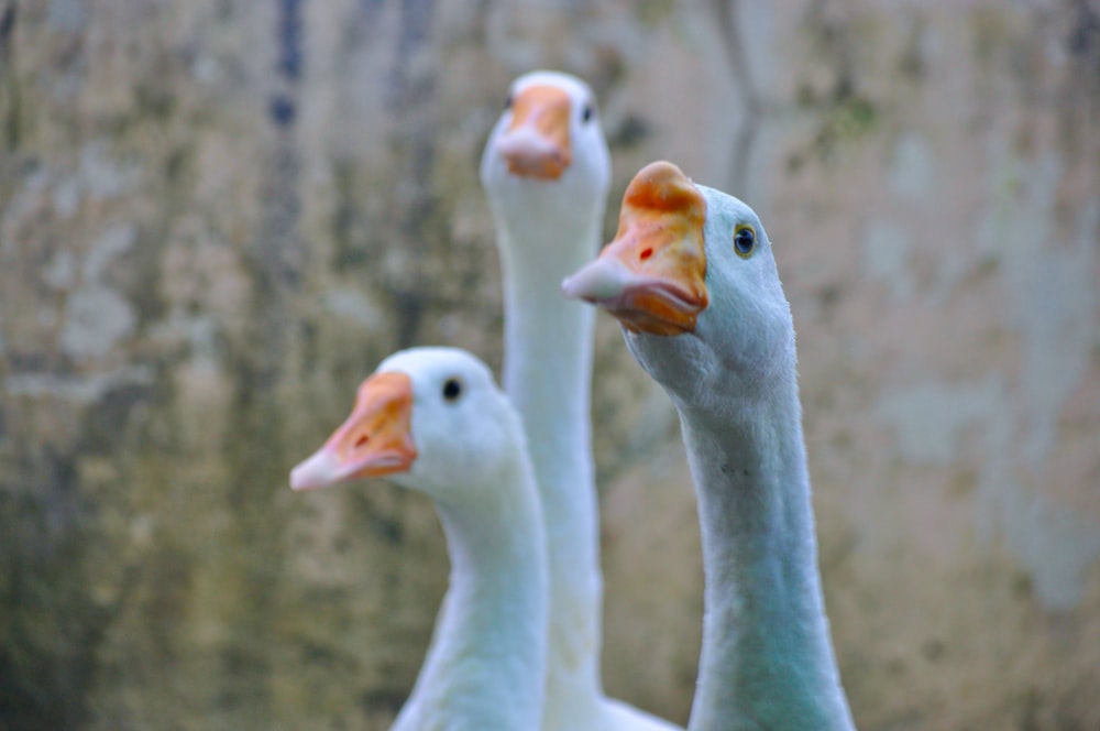 three white gooses