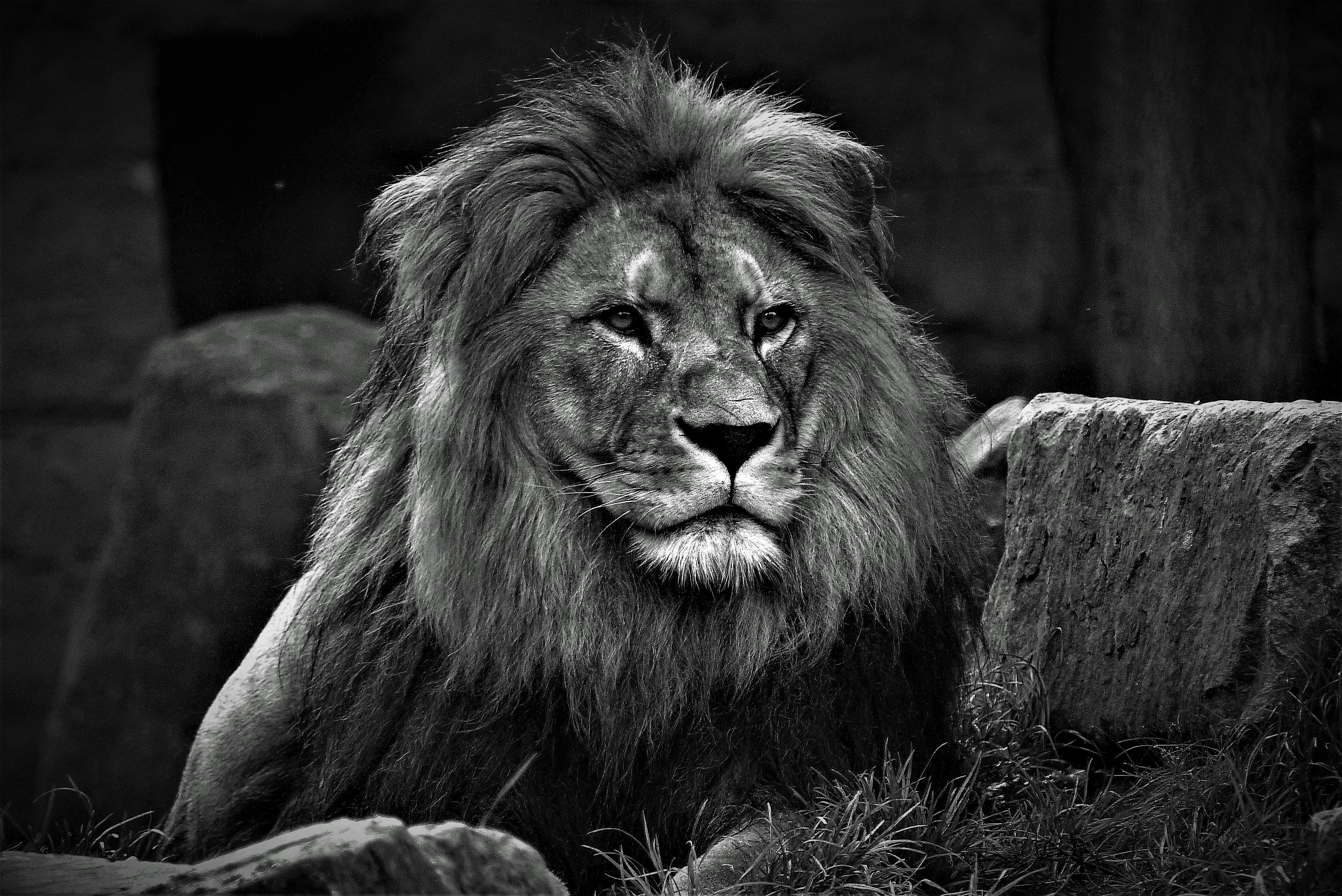 Photo by llon