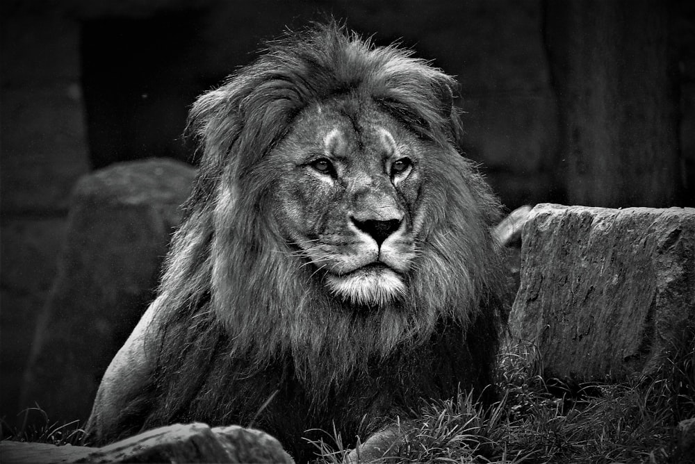 Grafica del leone