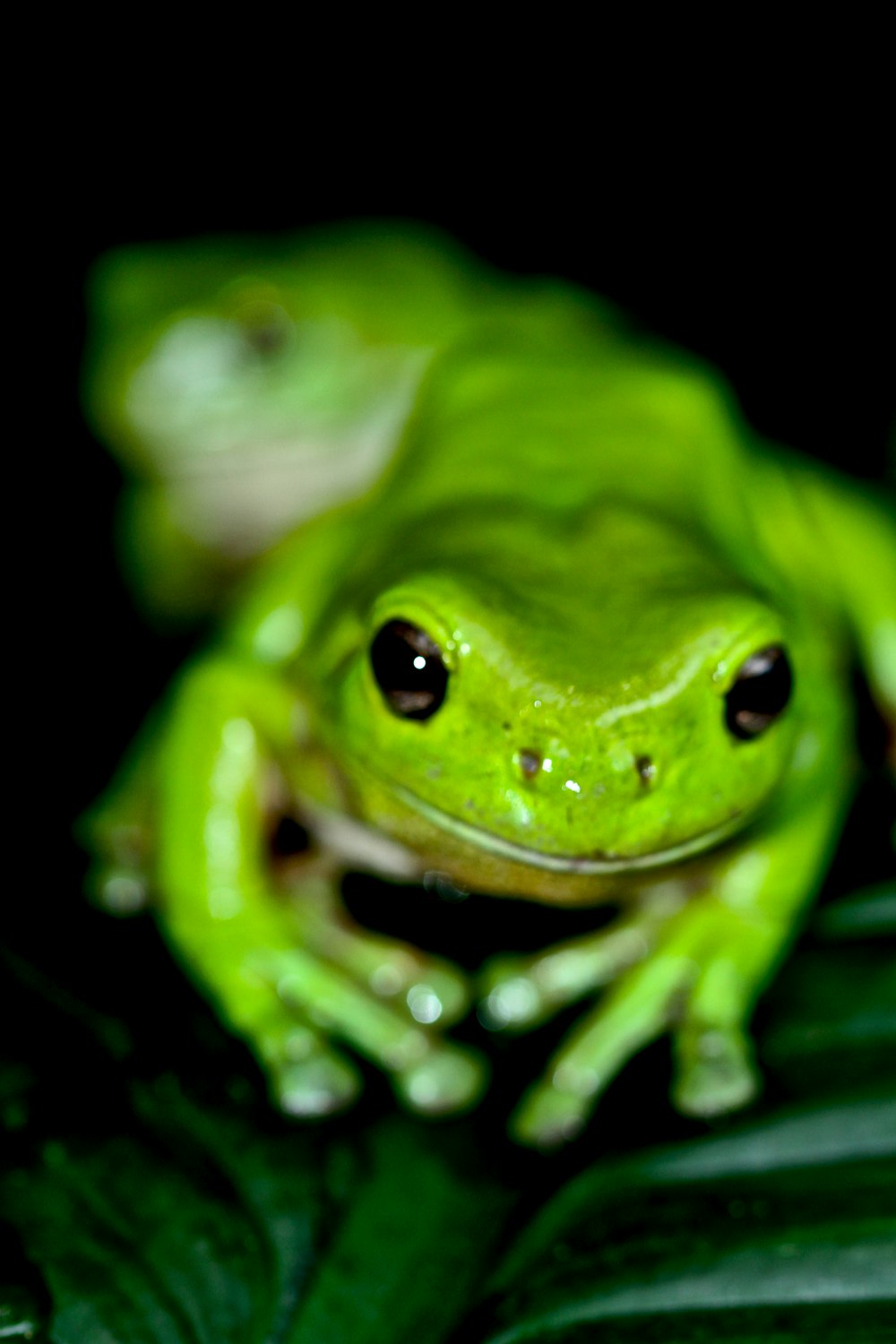 selective focus photography of green frog