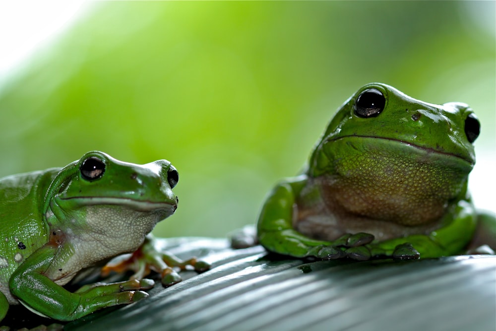 Fotografía de enfoque de rana verde