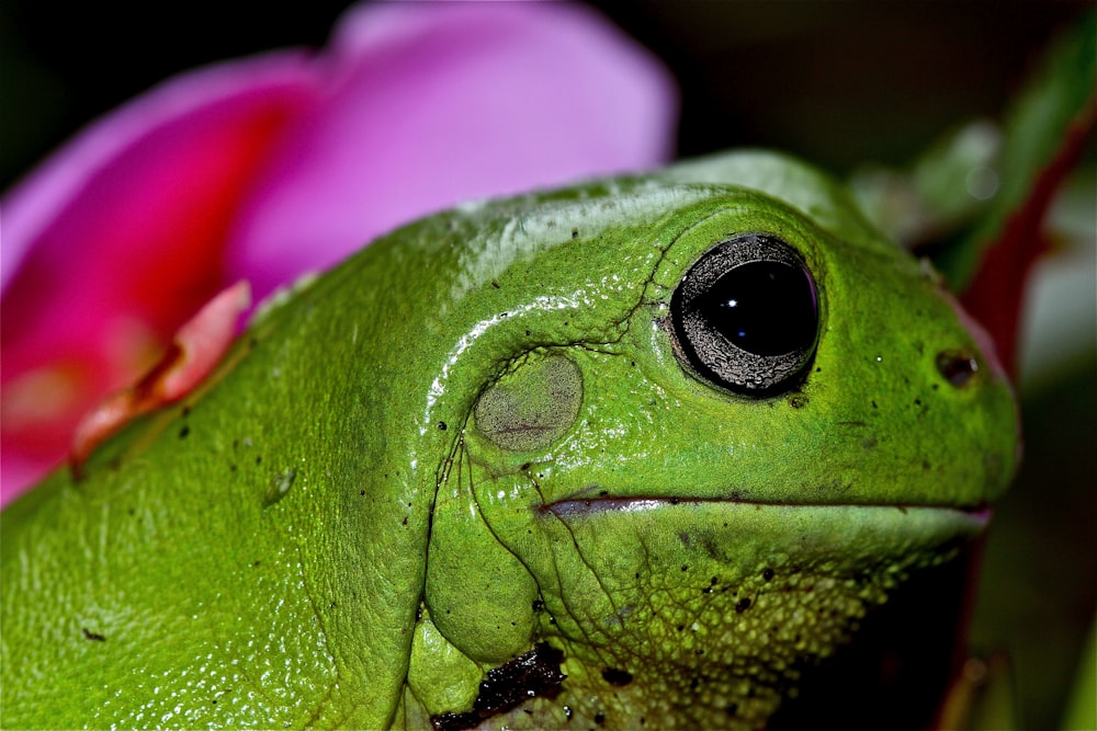 selective focus photo of green frog