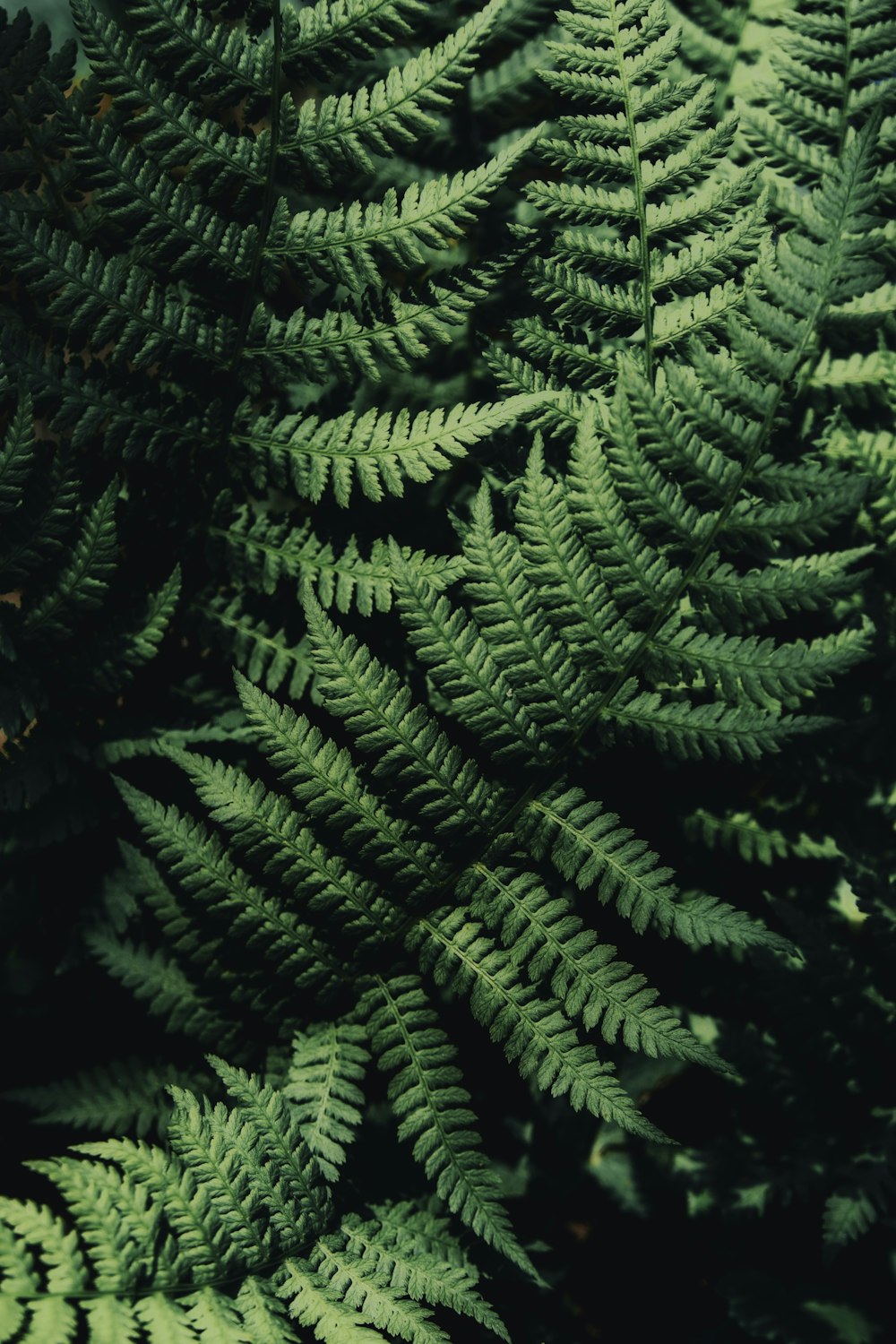 green fern plant