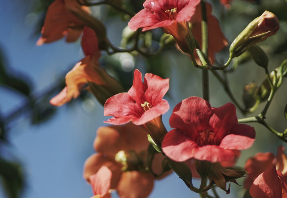 shallow focus photography of red flowers