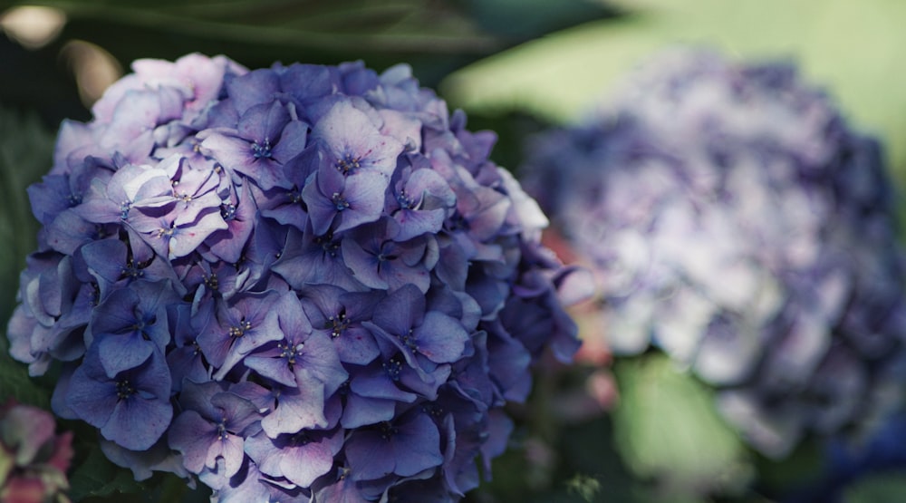 blue flower cluster