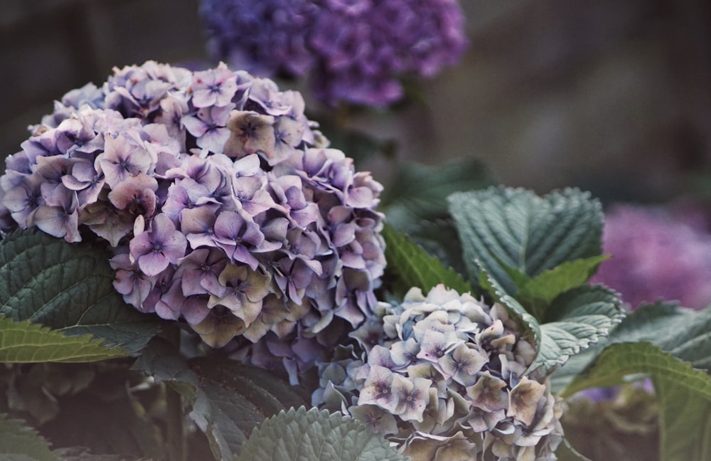 Selektive Fokusfotografie von violetten Hortensienblüten