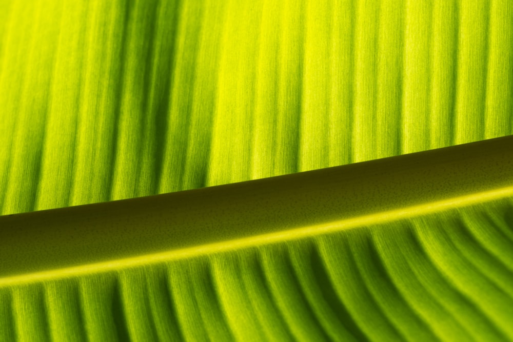 a close up view of a green leaf