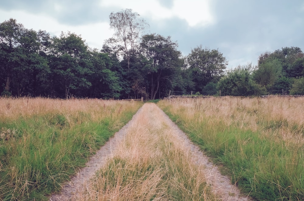 green grass under white sky at daytime