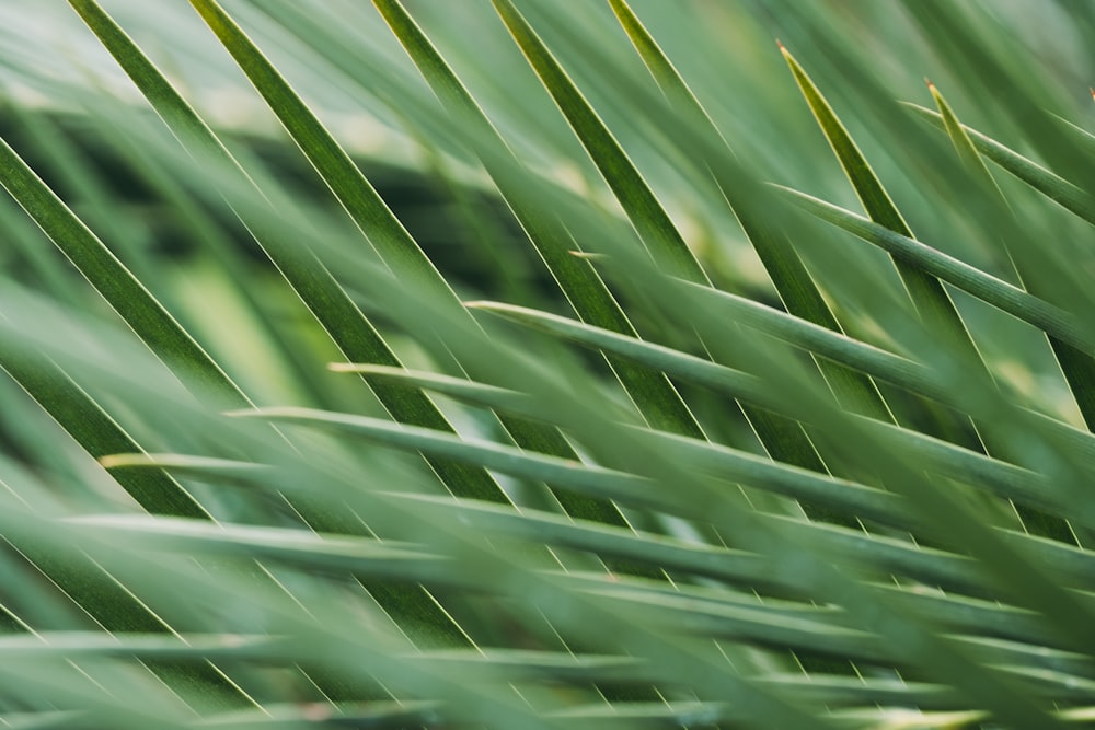 shallow focus photo of leaves