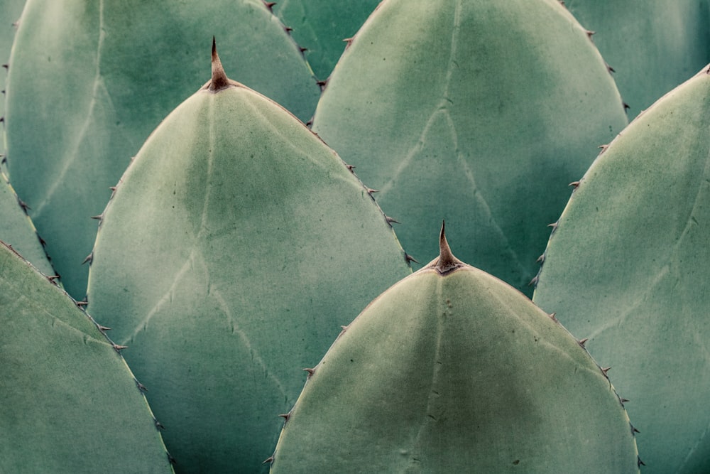 a close up of a green cactus plant