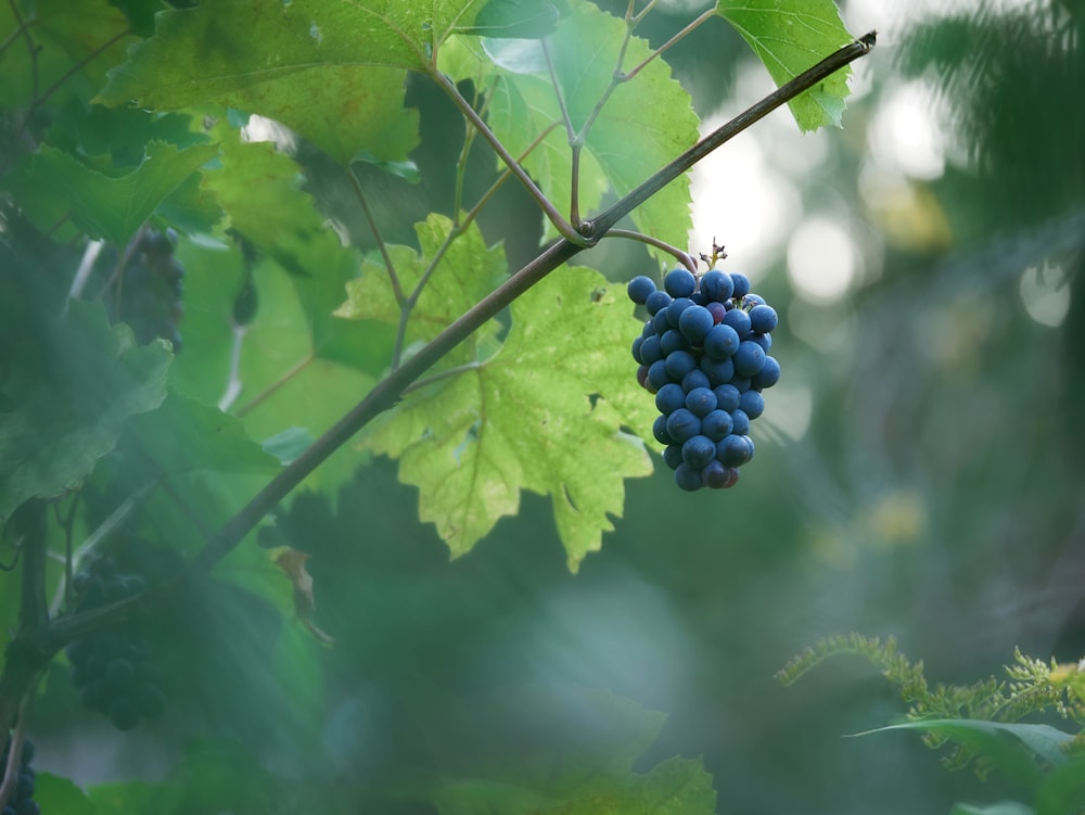 blueberries