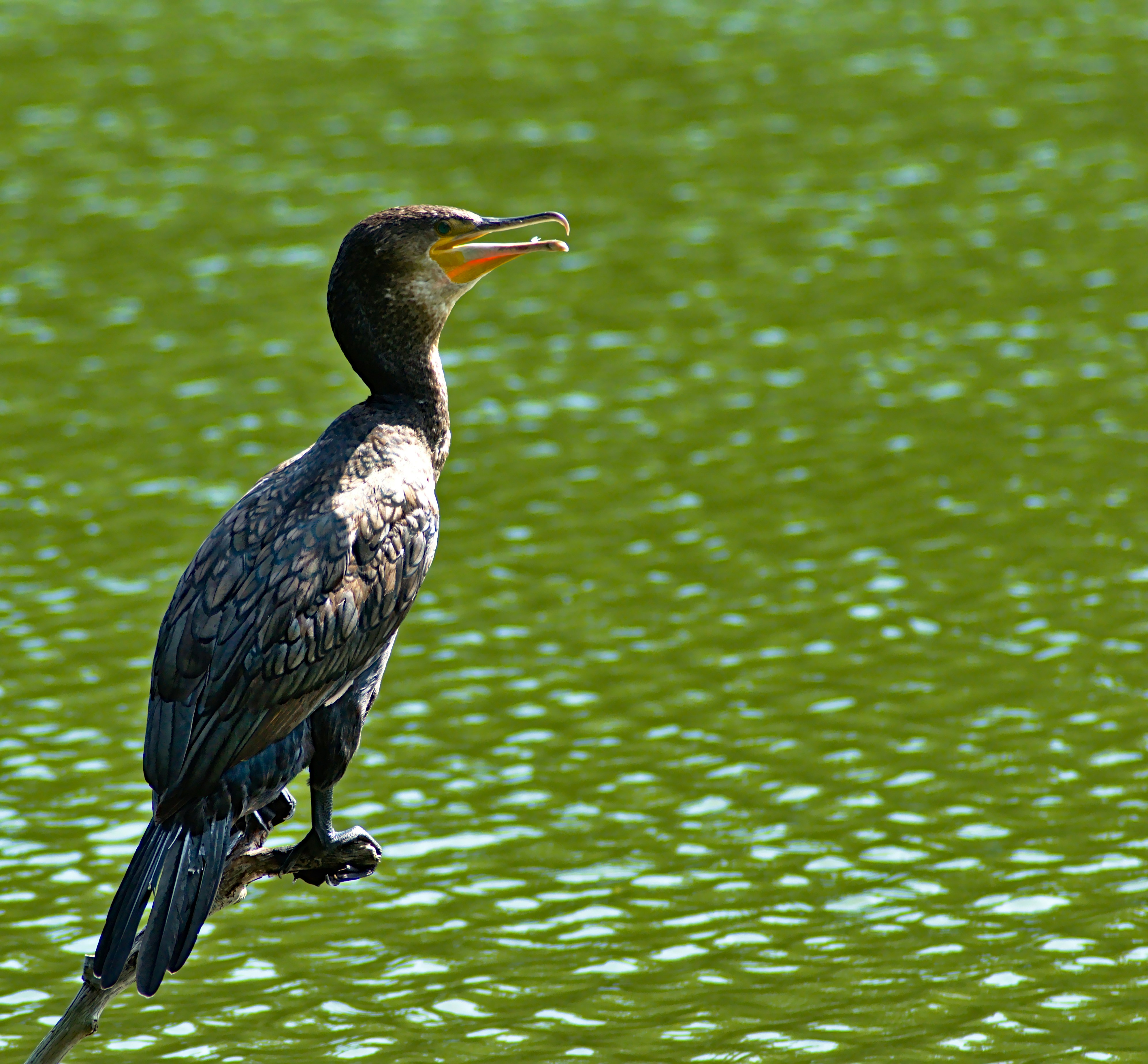 Photo by martin_sepion