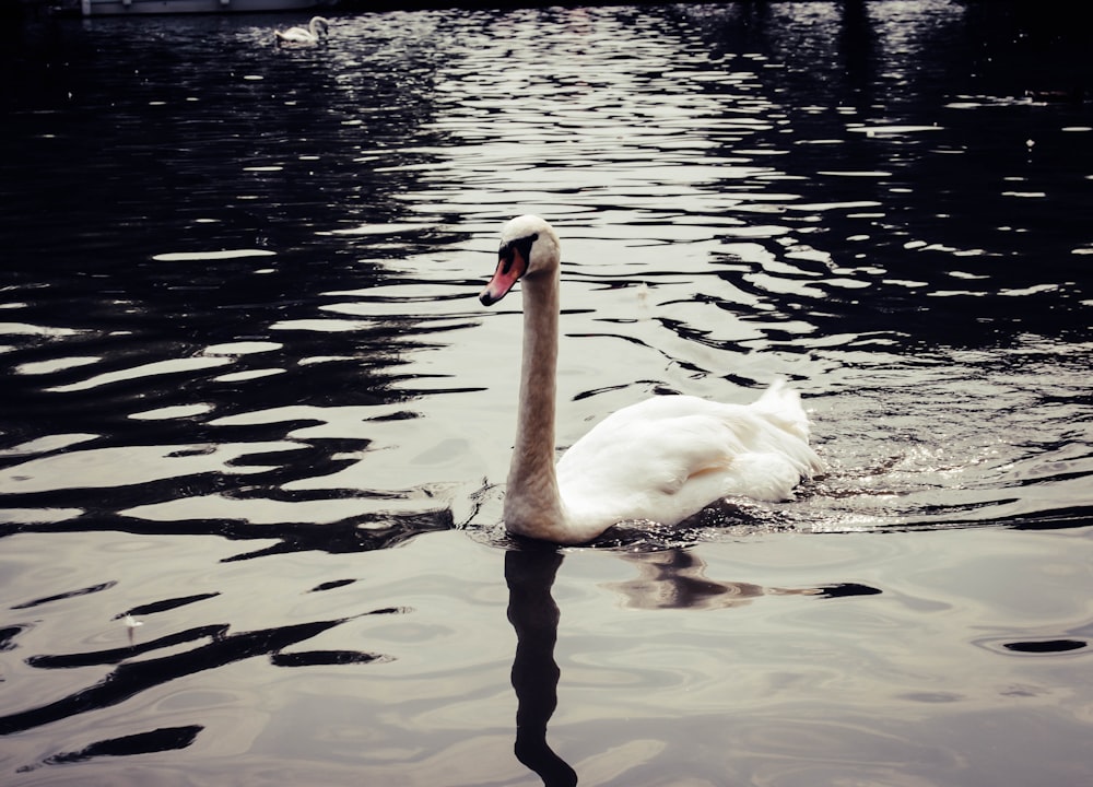 white swan on body of water close-up photography