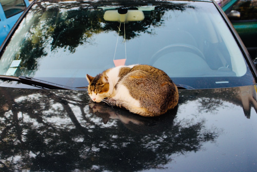 cat on a car during daytime