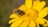 brown bee on a flower close-up photography