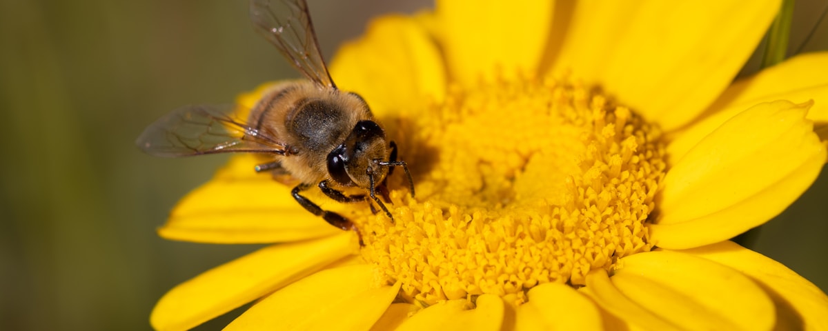 brown bee on a flower close-up photography