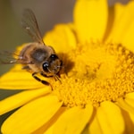 brown bee on a flower close-up photography